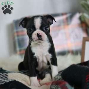 Esme, Boston Terrier Puppy